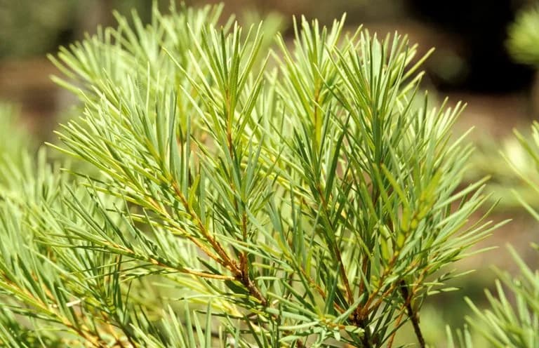 Manfaat Masker Tea Tree untuk Kecantikan Wajah
